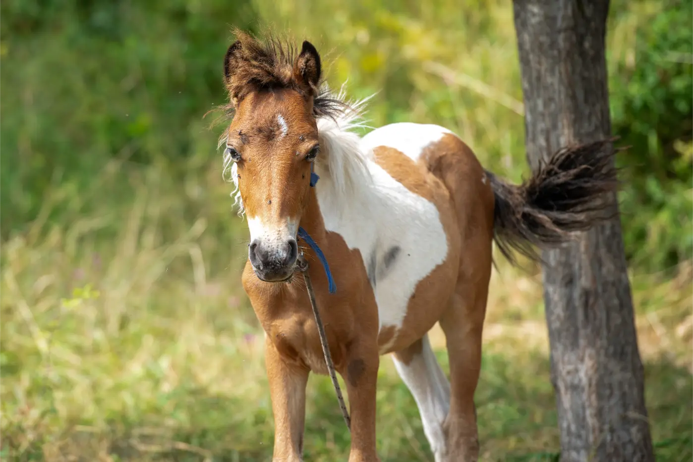 Medeni brijeg – DSC_2036