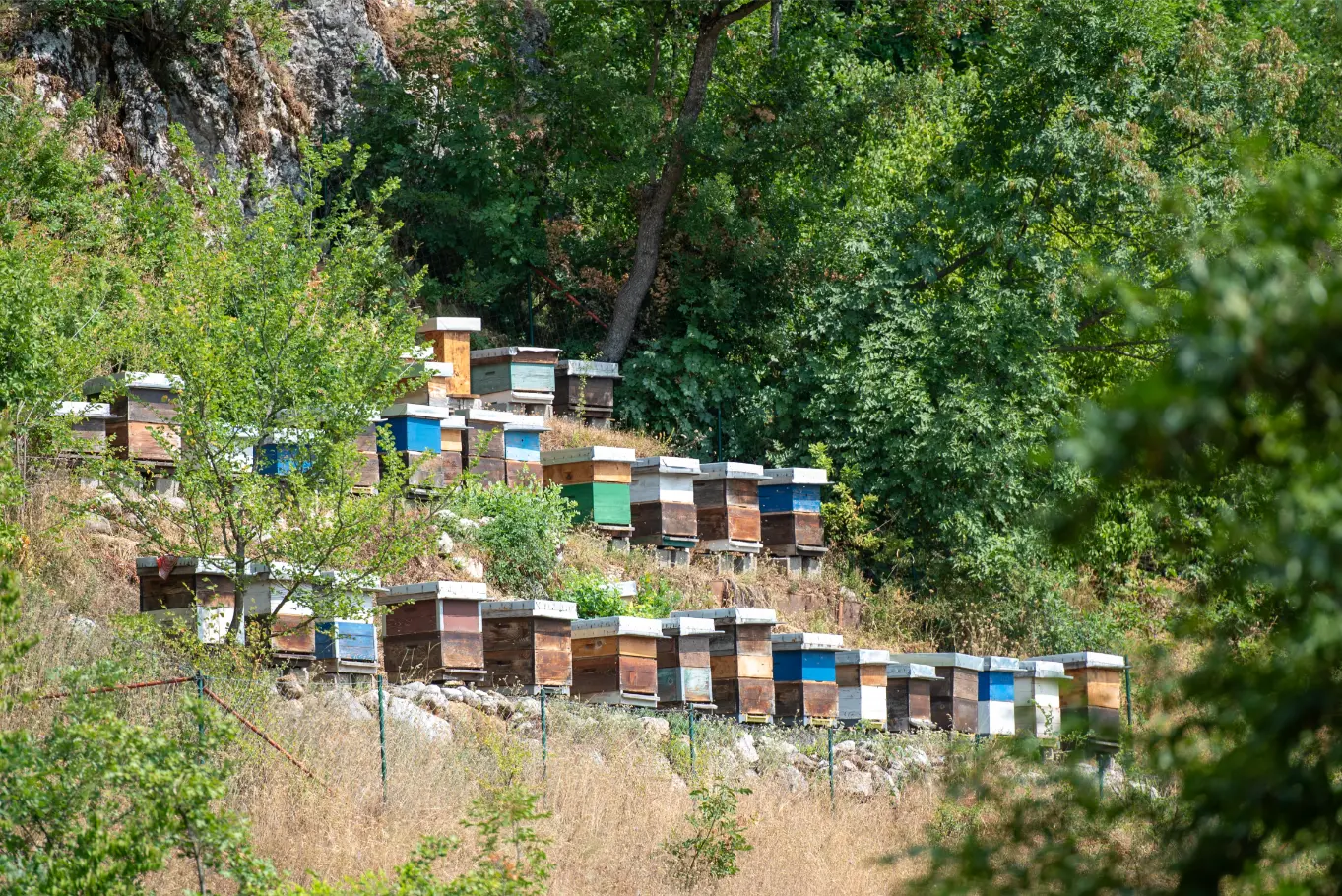 Medeni brijeg – DSC_2050